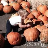 Woodstock Orchards photo