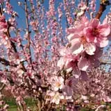 Woodstock Orchards photo
