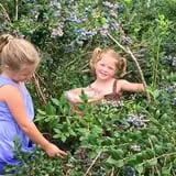 Woodstock Orchards photo