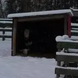 Hen-Hawk Acres photo