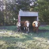 Hen-Hawk Acres photo