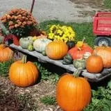 Hen-Hawk Acres photo