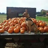 Hen-Hawk Acres photo