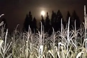 Bella Organic Haunted Corn Maze