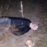 Straw Maze & Haunted Forest photo