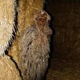 Straw Maze & Haunted Forest photo