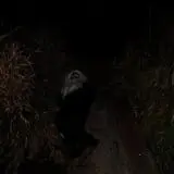 Straw Maze & Haunted Forest photo