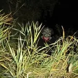 Straw Maze & Haunted Forest photo