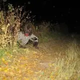 Straw Maze & Haunted Forest photo