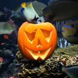 Bats, Barnacles & Broomsticks Halloween Party@ Long Island Aquarium