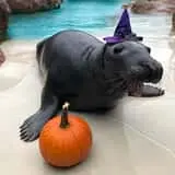 Bats, Barnacles & Broomsticks Halloween Party@ Long Island Aquarium