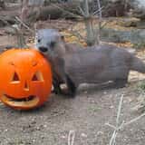 Bats, Barnacles & Broomsticks Halloween Party@ Long Island Aquarium