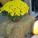 Morgan's Farm Market photo