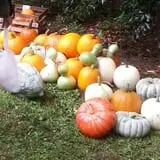 Morgan's Farm Market photo