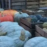 Morgan's Farm Market photo