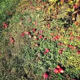 Greig Farm photo