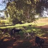 Greig Farm photo