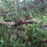 Greig Farm photo