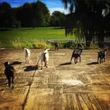 Greig Farm photo