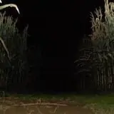 Heartland Country Haunted Maze photo