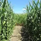 Heartland Country Haunted Maze photo