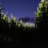 Ekonk Hill Turkey Farm's Corn Maze photo