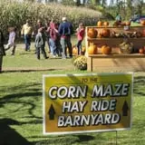 Ekonk Hill Turkey Farm's Corn Maze photo
