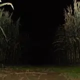 Ekonk Hill Turkey Farm's Corn Maze photo