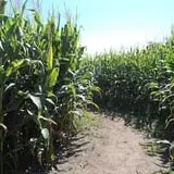 Ekonk Hill Turkey Farm's Corn Maze photo