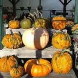 Beech Hill Farm & Ice Cream Barn Corn Mazes photo