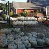 Beech Hill Farm & Ice Cream Barn Corn Mazes photo
