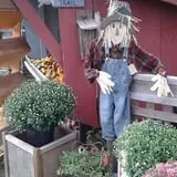 Beech Hill Farm & Ice Cream Barn Corn Mazes photo