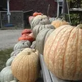 Beech Hill Farm & Ice Cream Barn Corn Mazes photo