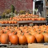 Beech Hill Farm & Ice Cream Barn Corn Mazes photo