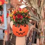Beech Hill Farm & Ice Cream Barn Corn Mazes photo