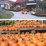 Beech Hill Farm & Ice Cream Barn Corn Mazes photo