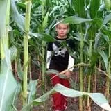 Beech Hill Farm & Ice Cream Barn Corn Mazes photo