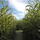 Beech Hill Farm & Ice Cream Barn Corn Mazes photo