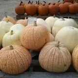 Beech Hill Farm & Ice Cream Barn Corn Mazes photo