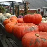 Beech Hill Farm & Ice Cream Barn Corn Mazes photo