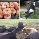 Beech Hill Farm & Ice Cream Barn Corn Mazes photo