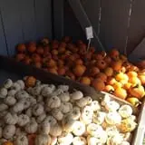 Beech Hill Farm & Ice Cream Barn Corn Mazes photo