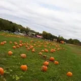 Pete's Pumpkin Patch photo