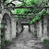 The Alamo photo