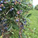 Lanni Orchards photo