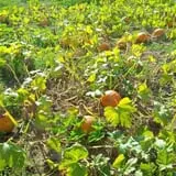 Lanni Orchards photo