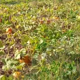 Lanni Orchards photo