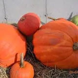 Lanni Orchards photo