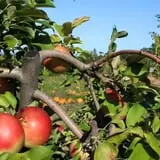 Lanni Orchards photo