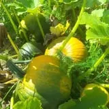 Lanni Orchards photo